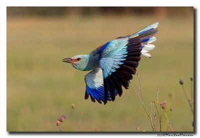 Scharrelaar-Roller