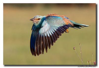 Scharrelaar-Roller