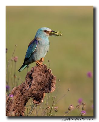 Scharrelaar-Roller