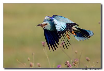 Scharrelaar-Roller