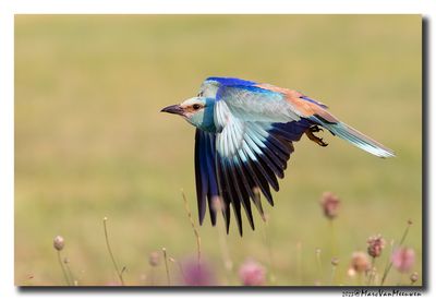 Scharrelaar-Roller