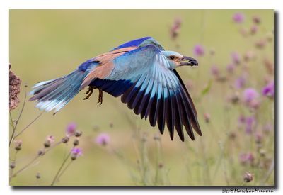 Scharrelaar-Roller