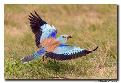 Scharrelaar-Roller