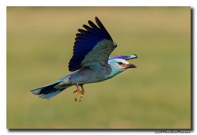 Scharrelaar-Roller