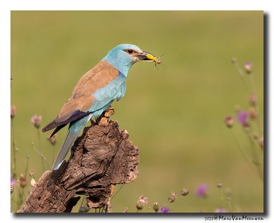Scharrelaar-Roller