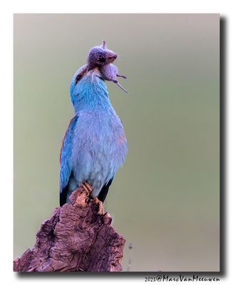 Scharrelaar-Roller