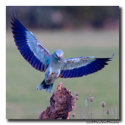 Scharrelaar-Roller