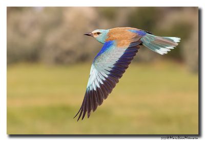 Scharrelaar-Roller