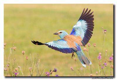 Scharrelaar-Roller
