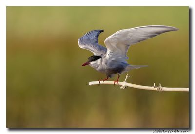 Witwangstern - Whiskered Tern