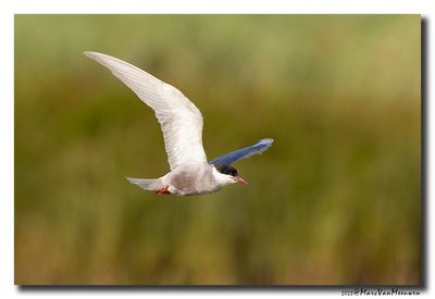 Witwangstern - Whiskered Tern