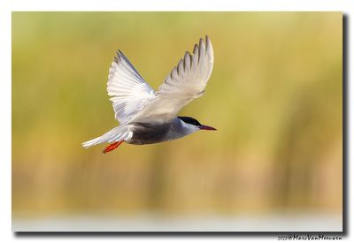 Witwangstern - Whiskered Tern