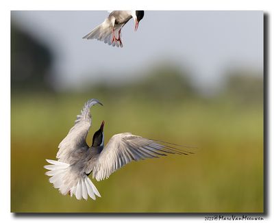 Witwangstern - Whiskered Tern