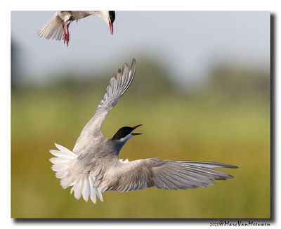 Witwangstern - Whiskered Tern
