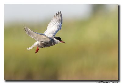 Witwangstern - Whiskered Tern