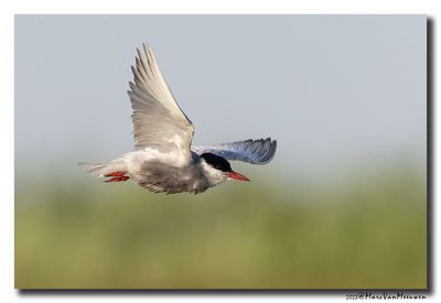 Witwangstern - Whiskered Tern