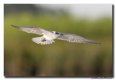 Witwangstern - Whiskered Tern