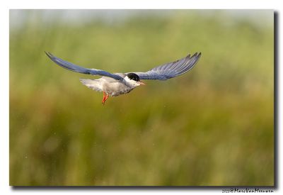 Witwangstern - Whiskered Tern