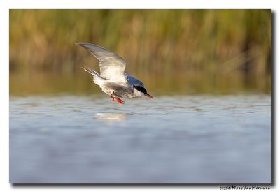 Witwangstern - Whiskered Tern