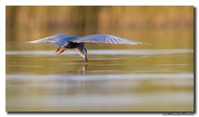 Witwangstern - Whiskered Tern