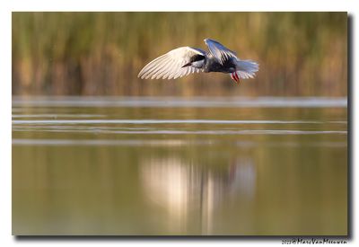 Witwangstern - Whiskered Tern