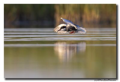 Witwangstern - Whiskered Tern