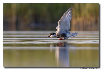 Witwangstern - Whiskered Tern
