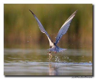 Witwangstern - Whiskered Tern