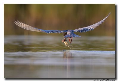 Witwangstern - Whiskered Tern