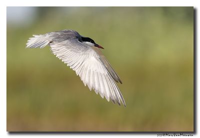 Witwangstern - Whiskered Tern