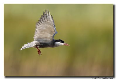 Witwangstern - Whiskered Tern