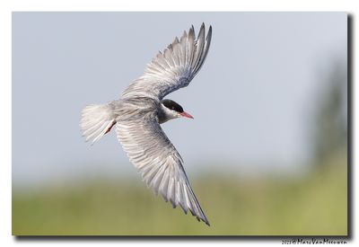 Witwangstern - Whiskered Tern