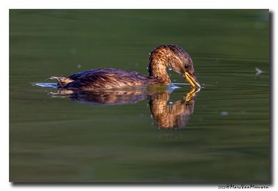 Dodaars - Little Grebe