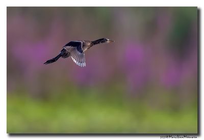Dodaars - Little Grebe