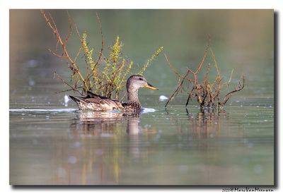 Krakeend - Gadwall