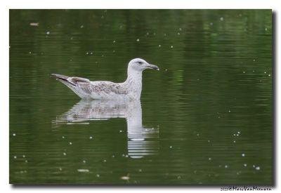 Pontische Meeuw - Caspian Gull