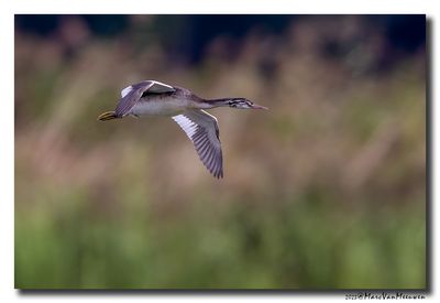 Fuut - Great Crested Grebe