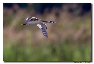 Fuut - Great Crested Grebe