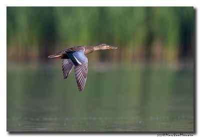 Slobeend - Northern Shoveler