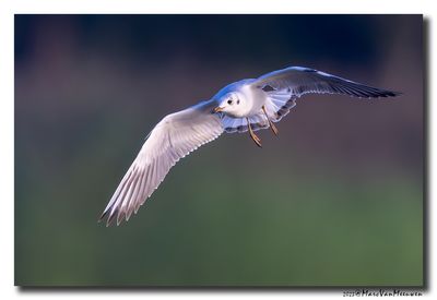 Kokmeeuw - Black-headed Gull