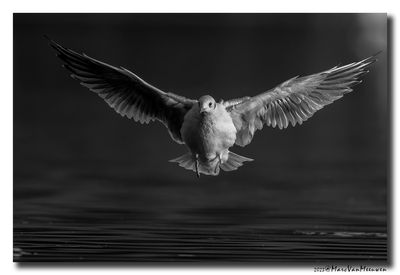 Kokmeeuw - Black-headed Gull