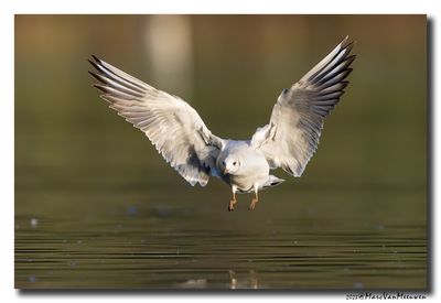 Kokmeeuw - Black-headed Gull