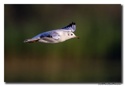 Kokmeeuw - Black-headed Gull