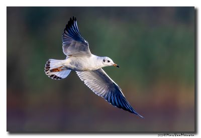 Kokmeeuw - Black-headed Gull