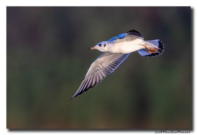Kokmeeuw - Black-headed Gull