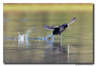 Meerkoet - Coot