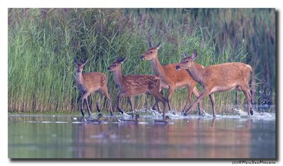 Edelhert - Red Deer