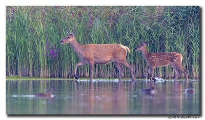 Edelhert - Red Deer