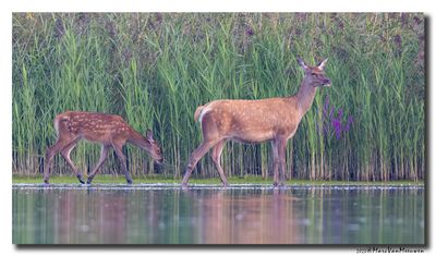 Edelhert - Red Deer