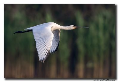Lepelaar - Spoonbill
